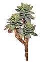 Triple Star Succulent Pick