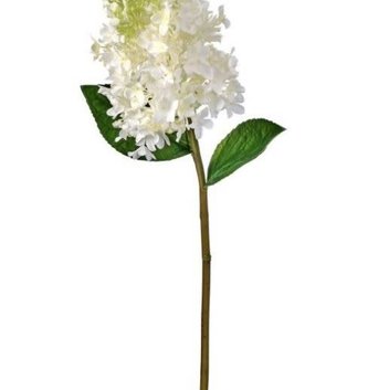 White Green Pinnacle Hydrangea Stem