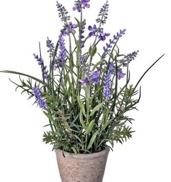 Garden Lavender in Cement Pot (2-styles)