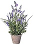 Garden Lavender in Cement Pot (2-styles)