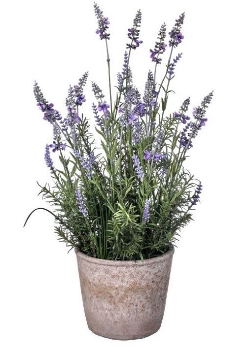 Garden Lavender in Cement Pot (2-styles)