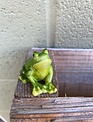 Mini Sitting Frog