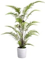 38'' Leather Leaf Fern in  Cement Pot