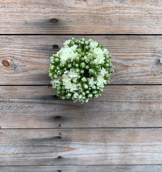 5'' White Kalanchoe Ball