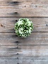 5'' White Kalanchoe Ball