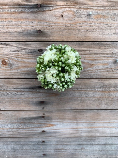 5'' White Kalanchoe Ball