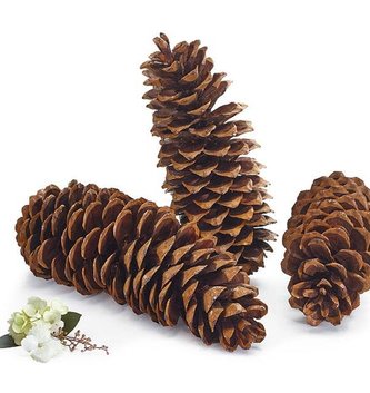 Natural Oregon Pinecone