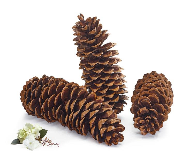 pinecone