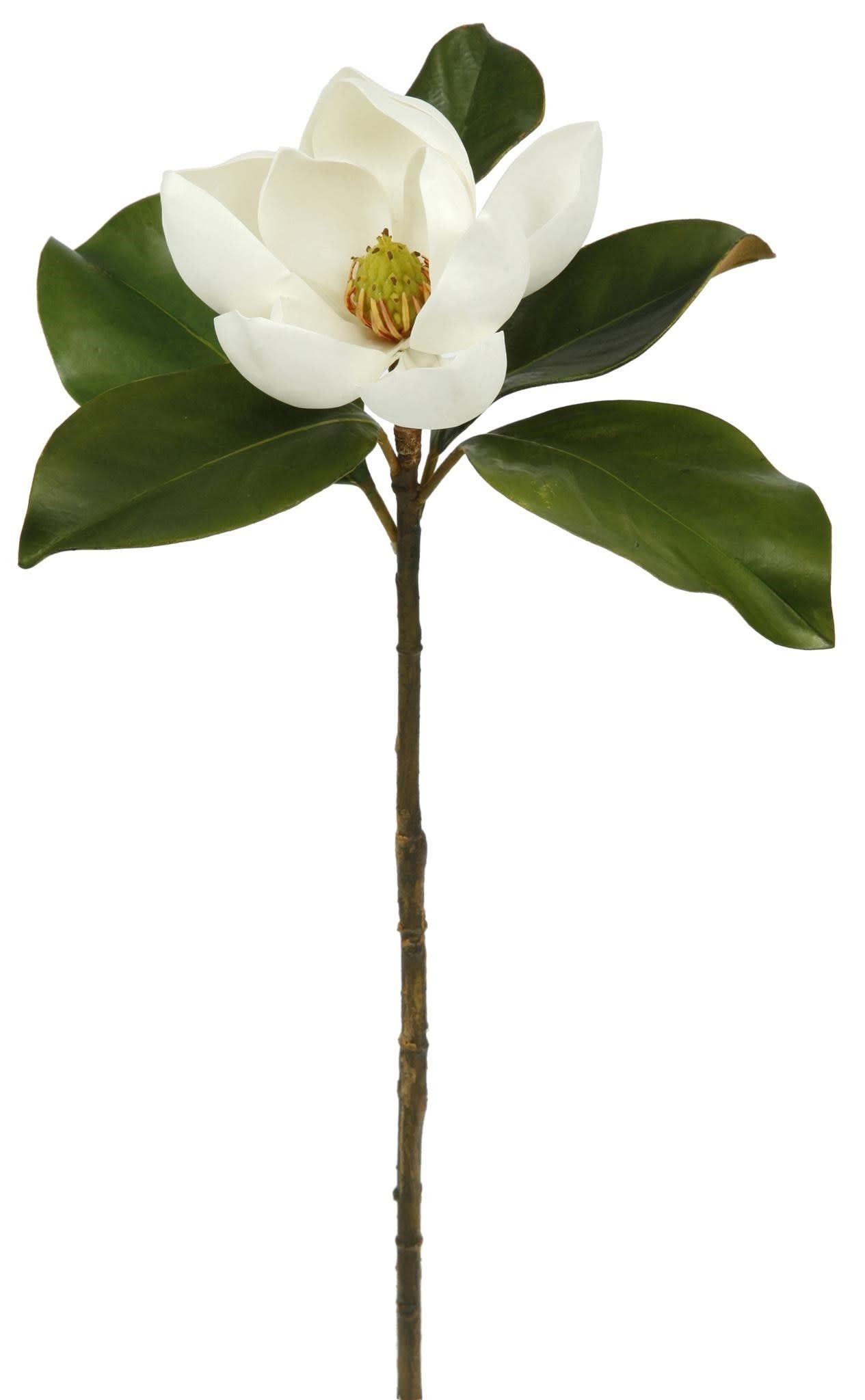Small Magnolia Bloom