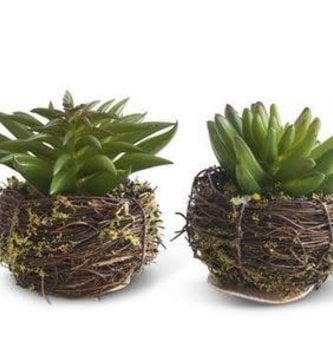 Mini Succulent in Twig Pot (4-styles)