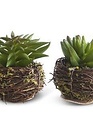 Mini Succulent in Twig Pot (4-styles)