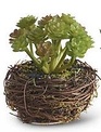 Mini Succulent in Twig Pot (4-styles)