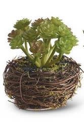 Mini Succulent in Twig Pot (4-styles)