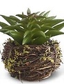 Mini Succulent in Twig Pot (4-styles)