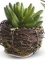 Mini Succulent in Twig Pot (4-styles)