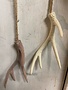 13" Antler Ornament (2-Colors)