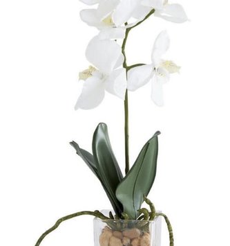 11" White Phalaenopsis Orchid in Glass