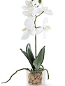 11" White Phalaenopsis Orchid in Glass