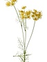 Triple Bloom Yarrow Yarrow Spray (2-Colors)