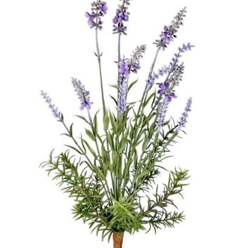 Garden Lavender Bush