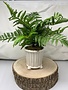 Potted Forest Fern