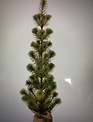 Mini Spruce Seedling (2-Sizes)