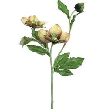 Hellebores Spray (4-Colors)