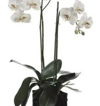31" Phalaenopsis Orchid in Scroll Container