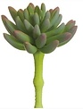 Spike Aeonium Succulent