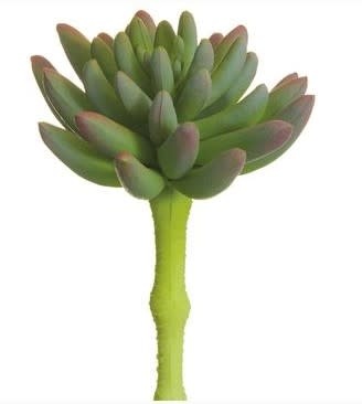 Spike Aeonium Succulent