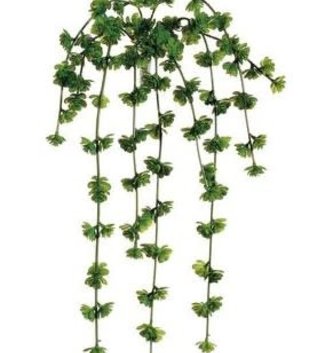 20" Trailing Sedum Vine