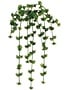 20" Trailing Sedum Vine