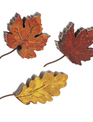 Leaf Decor (3-Styles)