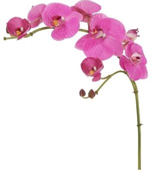Natural Touch Phalaenopsis Spray (4-Colors)