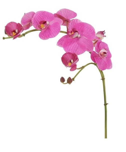 Natural Touch Phalaenopsis Spray (4-Colors)