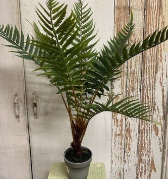 Potted Woods Fern