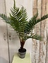 Potted Woods Fern