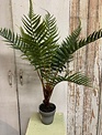 Potted Woods Fern