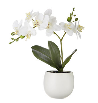 Potted Mini White Phalaenopsis Orchid