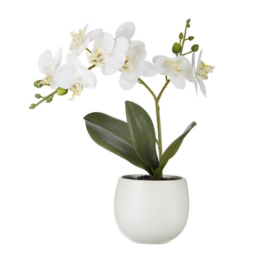 Potted Mini White Phalaenopsis Orchid