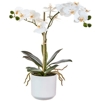 18.25" Potted Phalenopsis Orchid