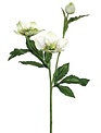 Hellebores Spray (4-Colors)