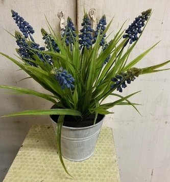 Muscari in Tin Container