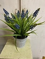 Muscari in Tin Container