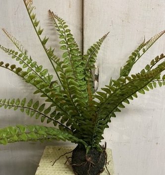 19" Fern with Soil