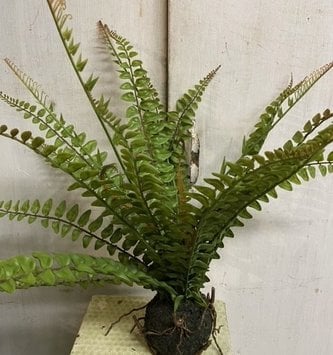 19" Fern with Soil