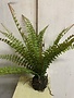 19" Fern with Soil