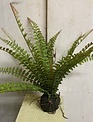 19" Fern with Soil