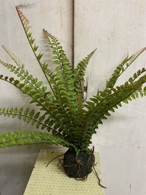 19" Fern with Soil