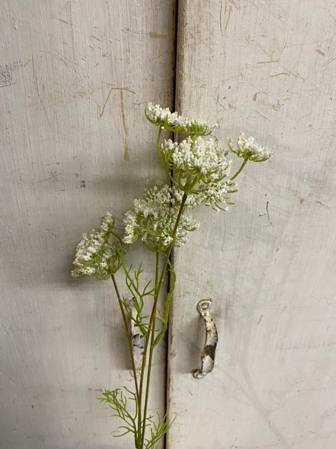 20" Queen Anne's Lace Spray (2-Colors)